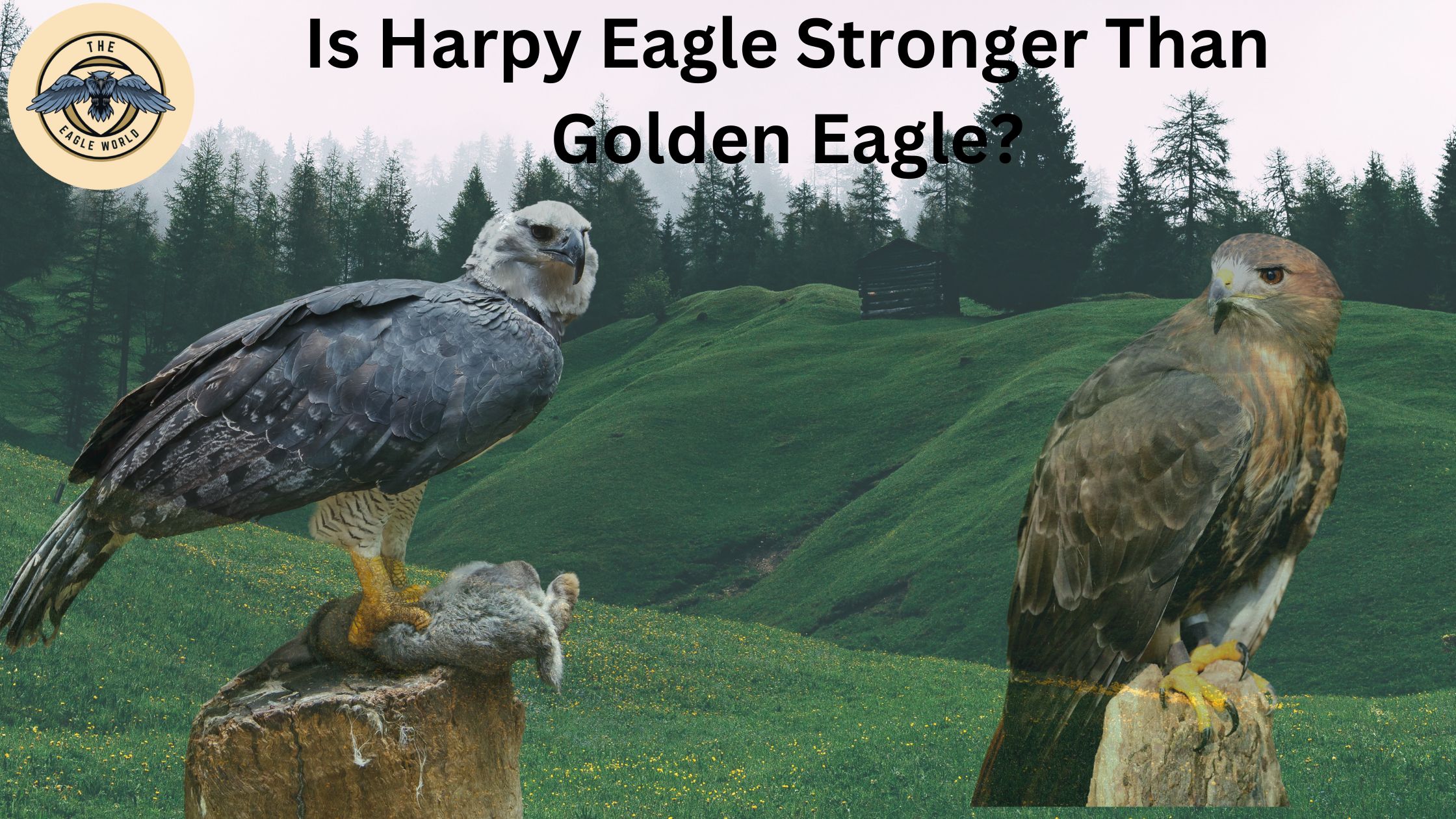 Is Harpy Eagle Stronger Than Golden Eagle?